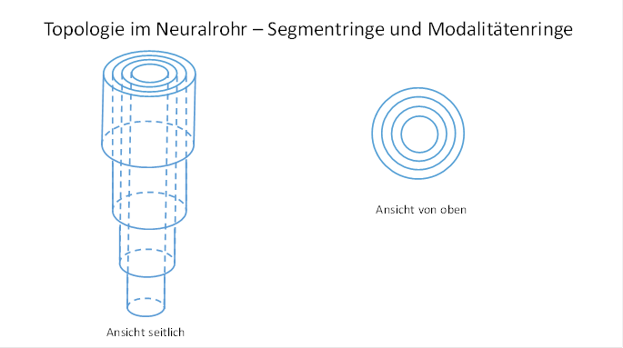 Topologie im Neuralrohr - Segmentringe und Modalitï¿½tenringe