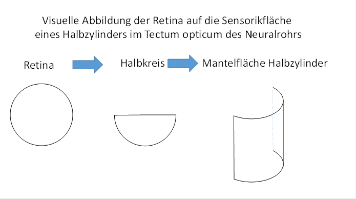 Visuelle Abbildung der Retina im Tectum opticum