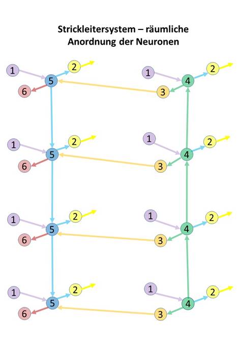 Spatial arrangement of neuron classes