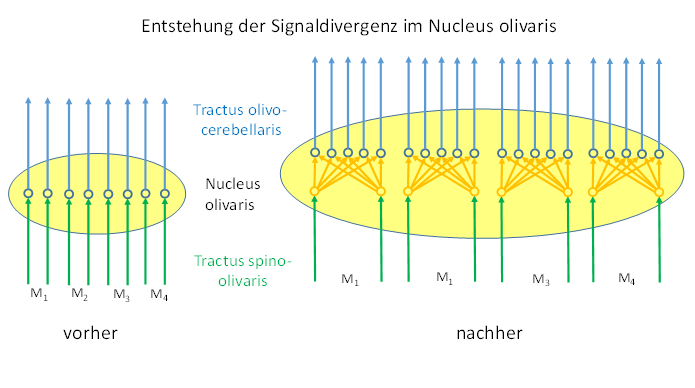 The formation of signal divergence in the nucleus olivaris