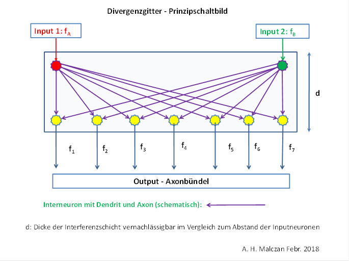 Divergence grid in the nucleus olivaris - schematic diagram