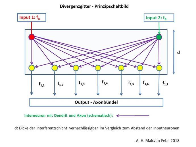 Divergence grid in the nucleus olivaris - schematic diagram 
