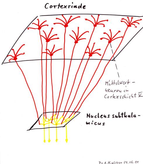Nucleus subthalamicus als Konvergenzkern